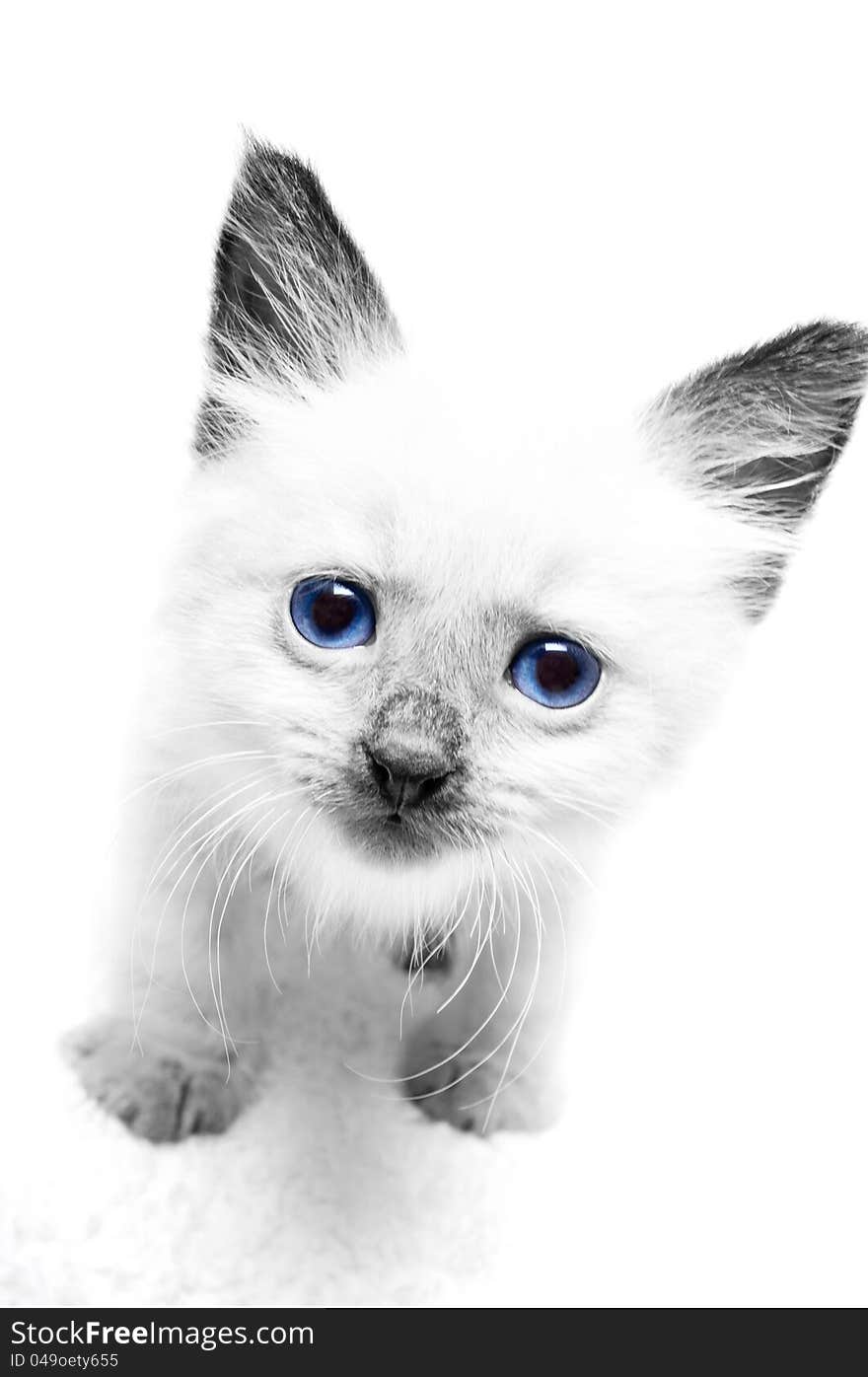 Kitten with blue eyes