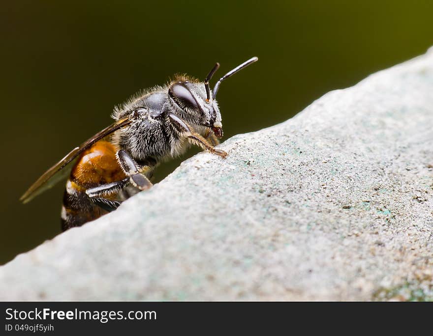 Insects in the basic rocks.