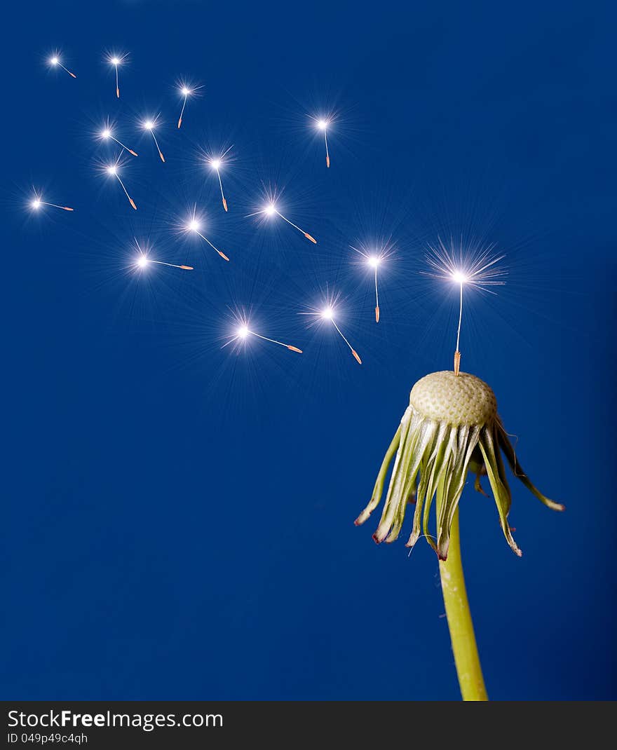 Old dandelion and flying seeds on blue background. Old dandelion and flying seeds on blue background