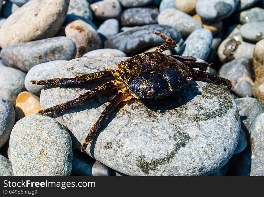 Crab on a rock.