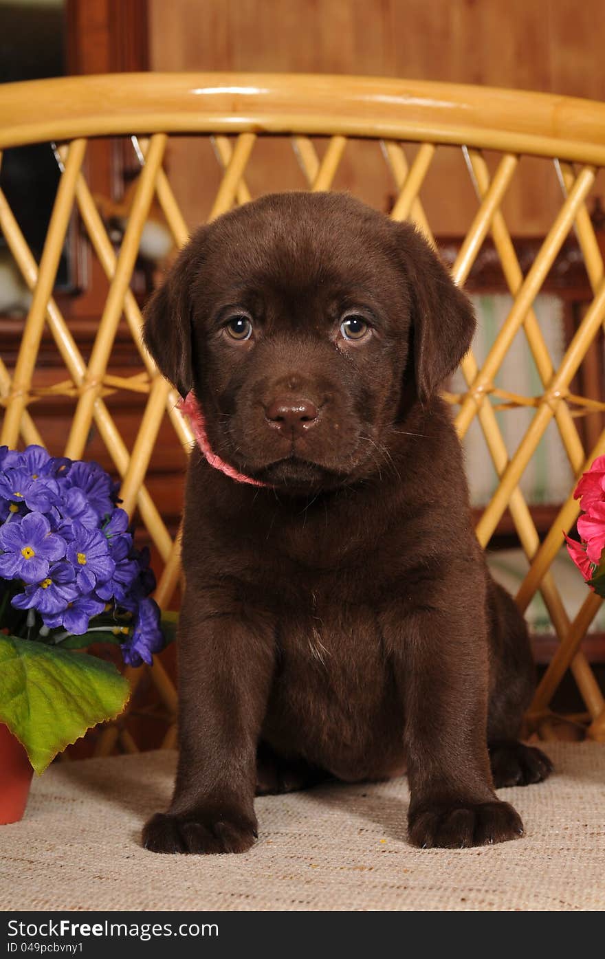 Brown labrador puppy portrait on the chair looking at camera