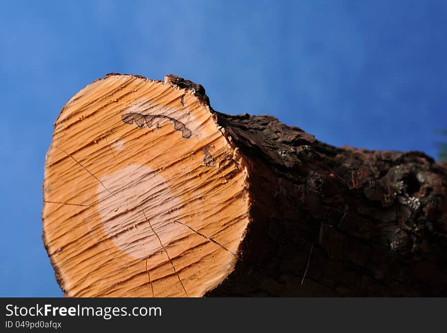 Oak log on blue background. Oak log on blue background