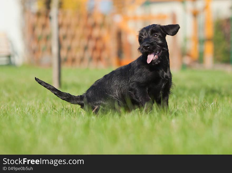 Standard schnauzer puppy