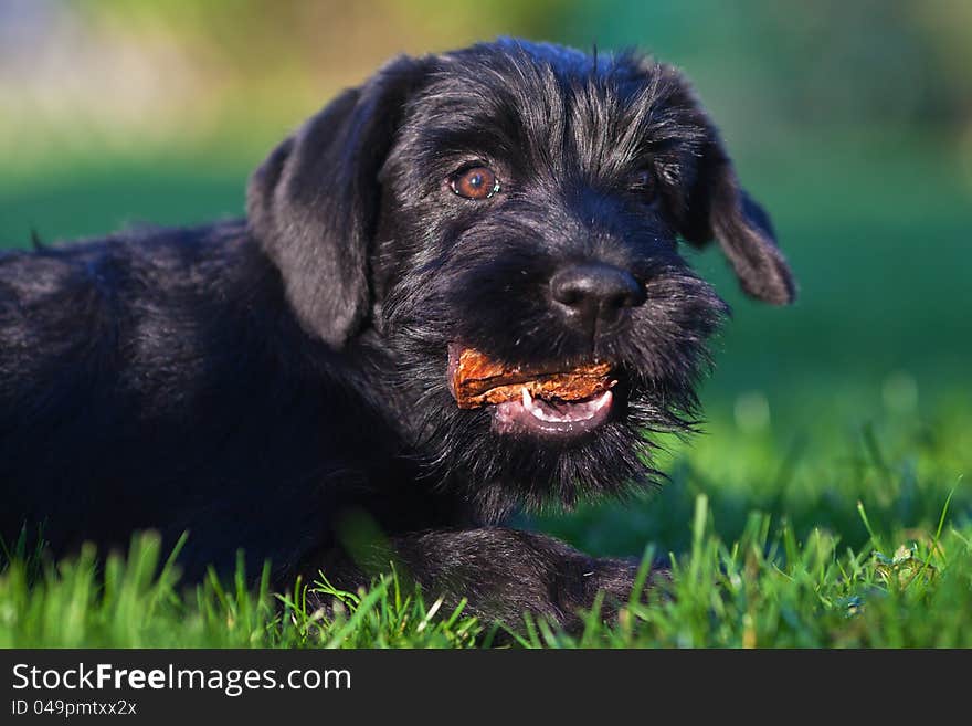 Cute lying standard schnauzer puppy eats something and looks in the camera. Cute lying standard schnauzer puppy eats something and looks in the camera