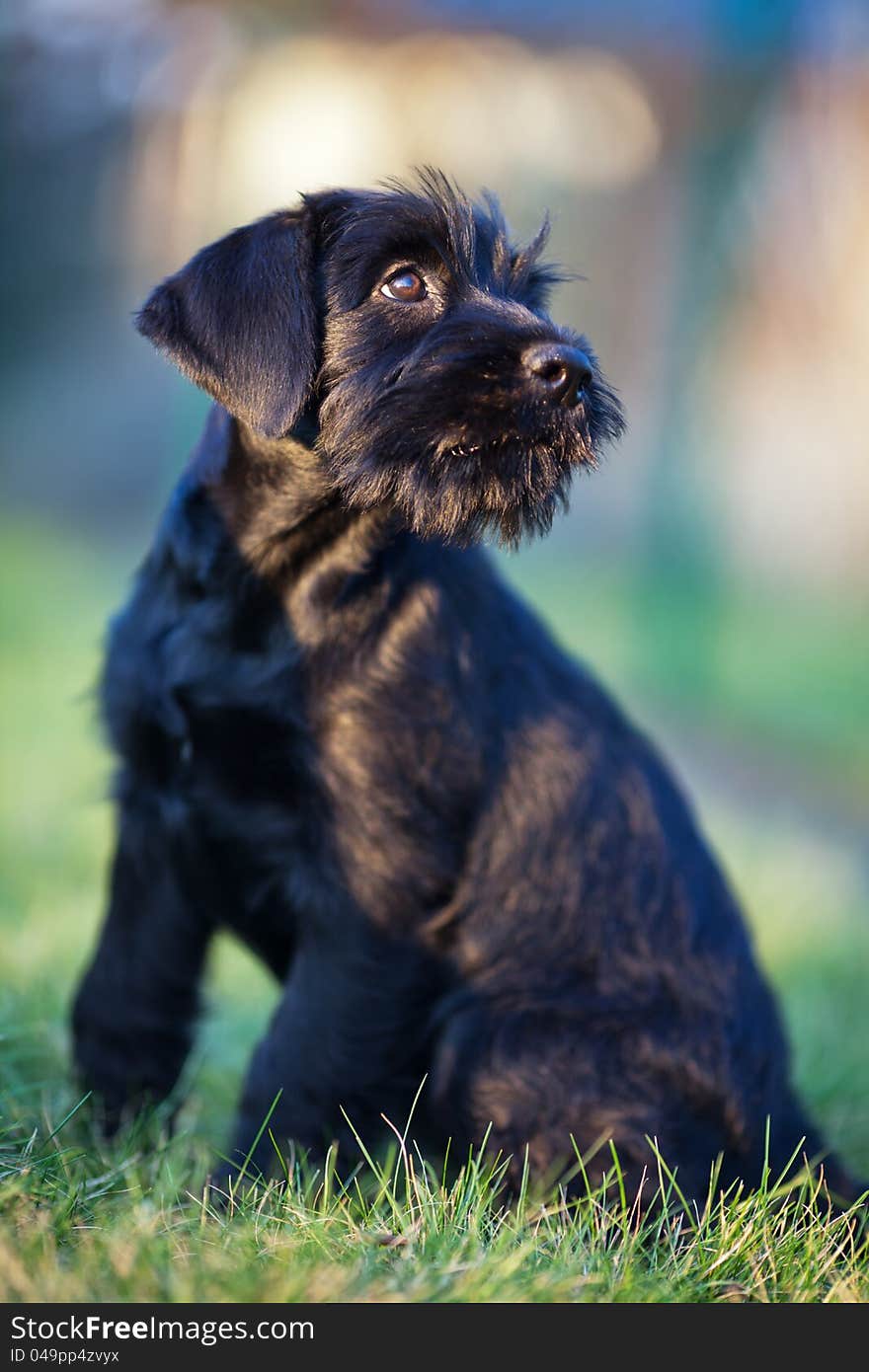 Standard schnauzer puppy sitting on the lawn, looking up to his master. Standard schnauzer puppy sitting on the lawn, looking up to his master