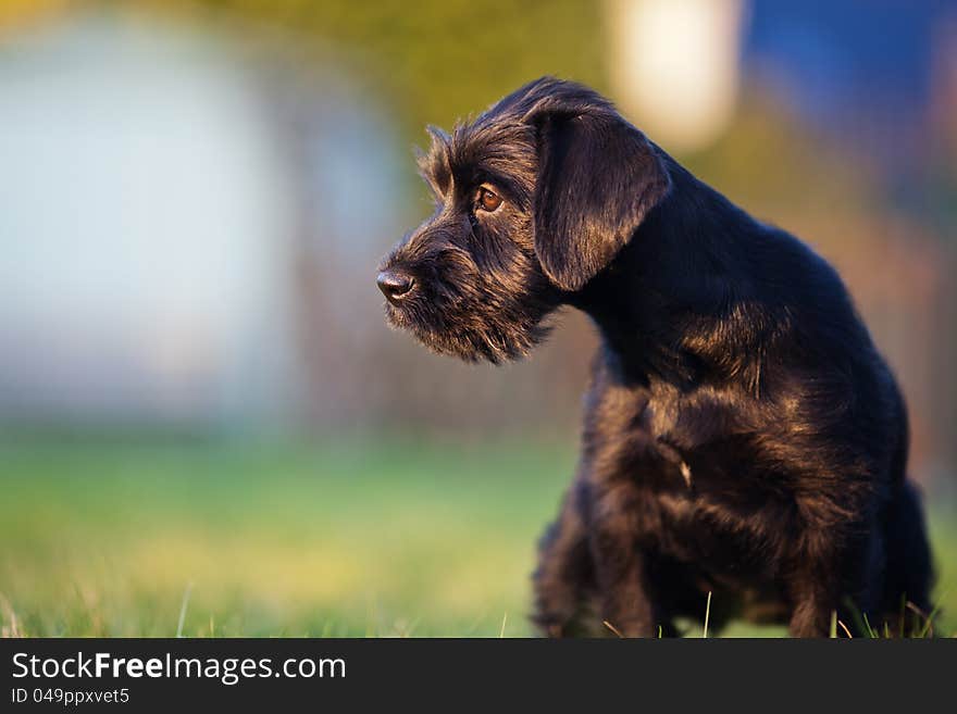 Cute standard schnauzer puppy sitting on the garden lawn and looking away