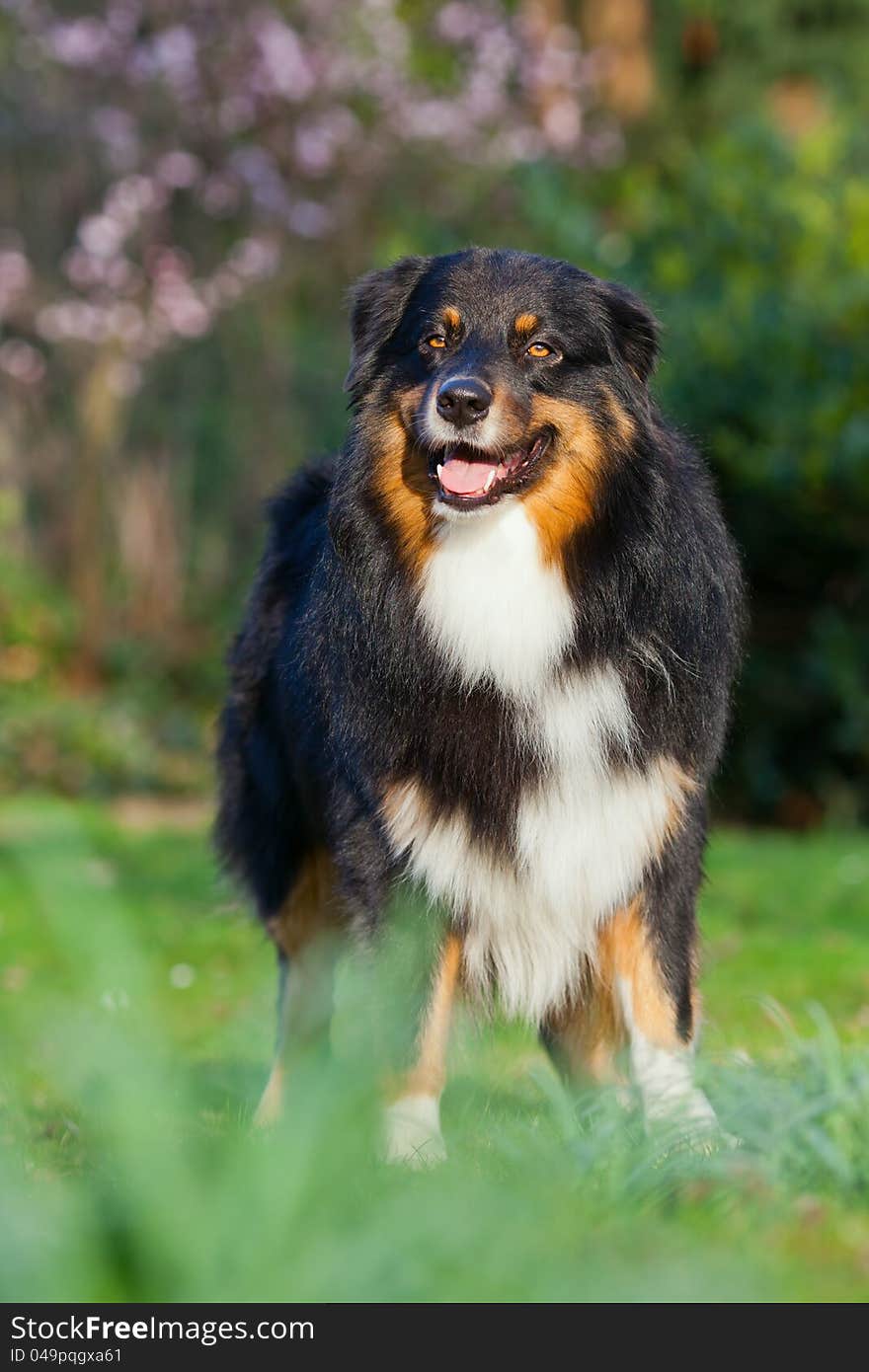 Dog portrait of an Australian Shepherd rude. Dog portrait of an Australian Shepherd rude