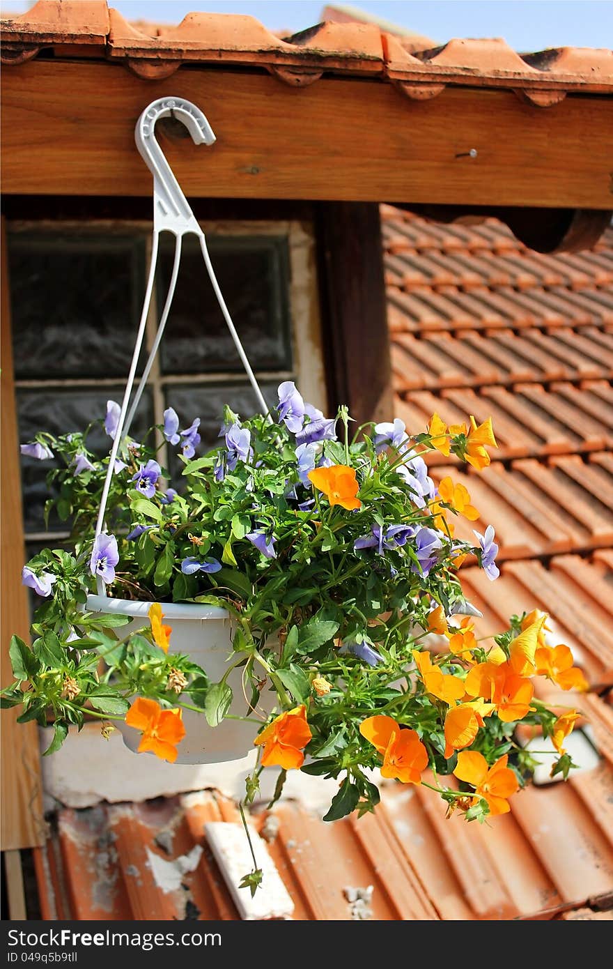 Basket of bright orange and blue flowers hangs on the window of a home. Basket of bright orange and blue flowers hangs on the window of a home