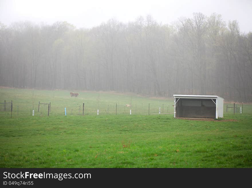 Misty landscape