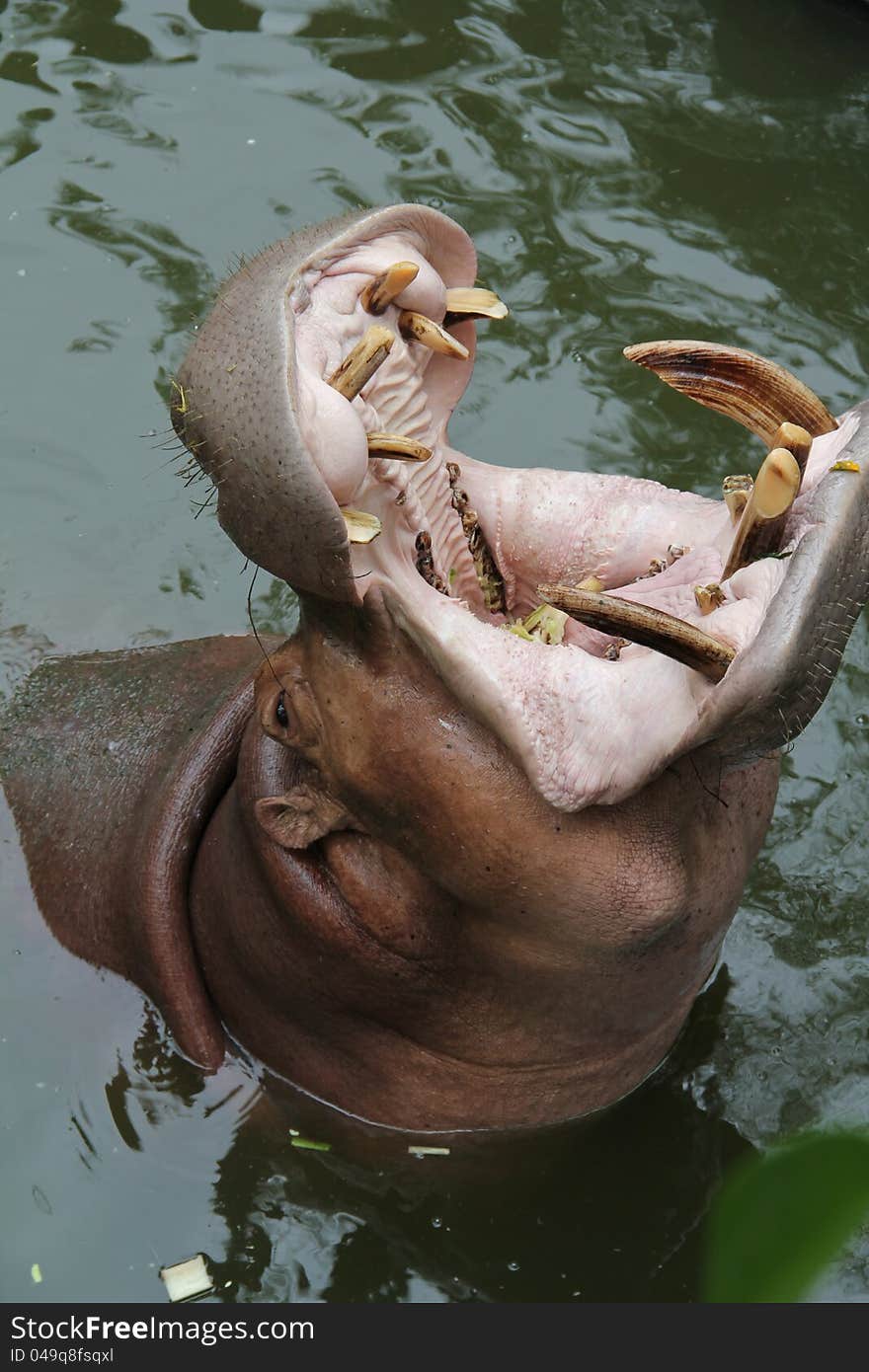 Hippo showing huge jaw and teeth in the lake.