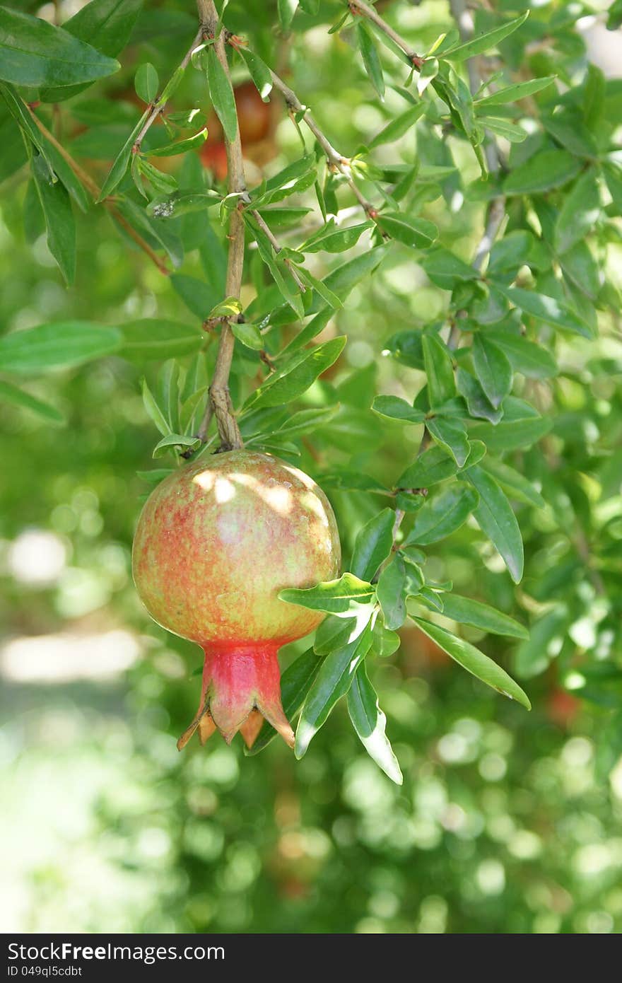 Pomegranate on tree