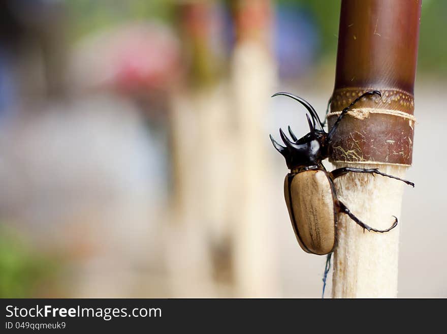 Beetles or Xylotrupes Gideon catch the sugar cane