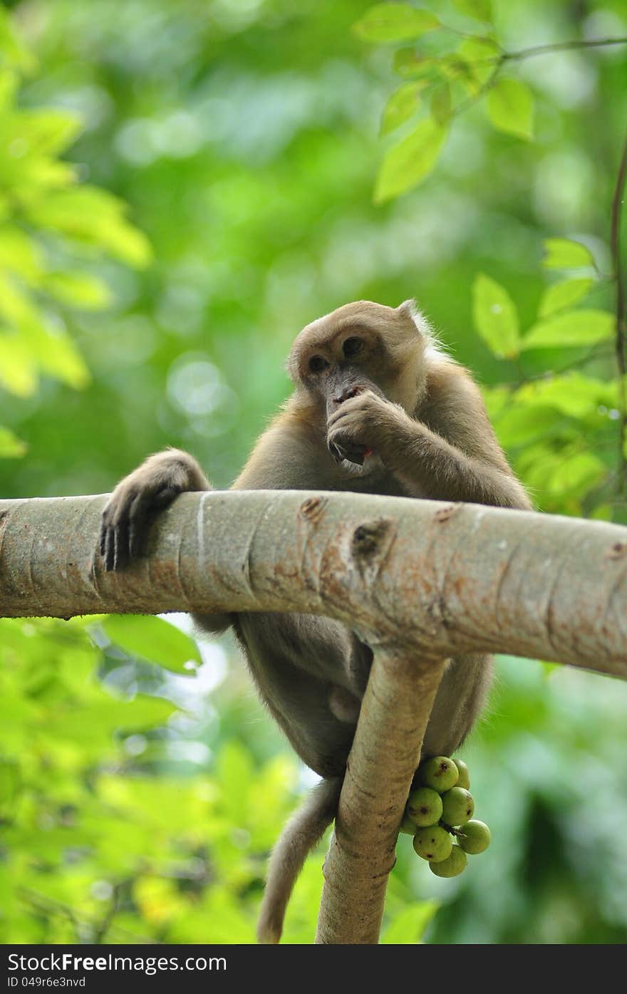 Macaque In The Nature