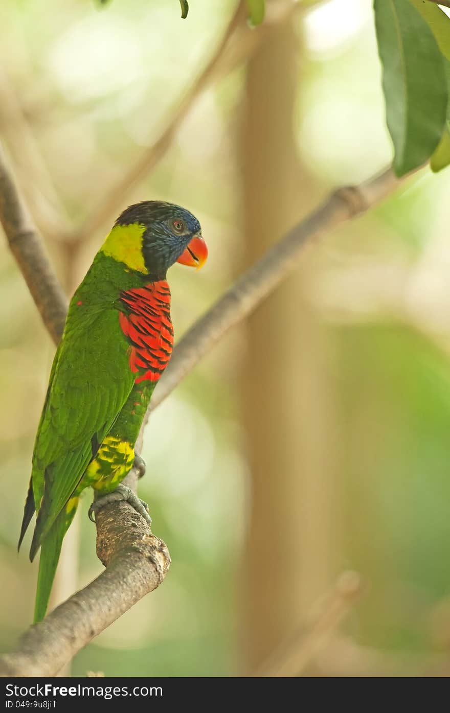 A green parakeet on a branch. A green parakeet on a branch