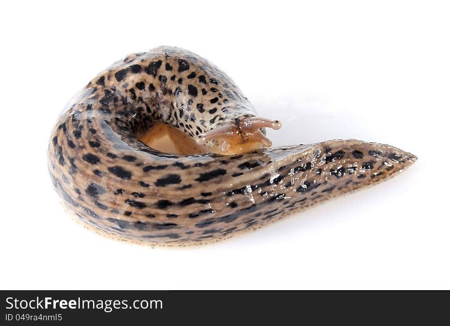 Gyrate dappled slug on white background