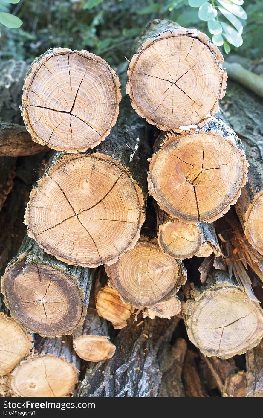 Detail of some trunks in a forest