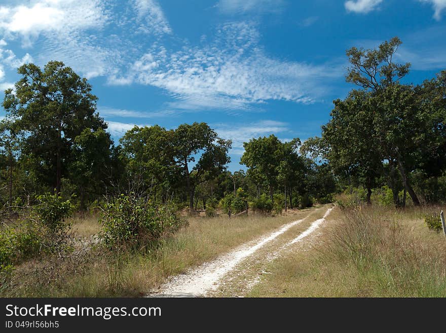 A car path accross the forest in the Kho khao island Thailand