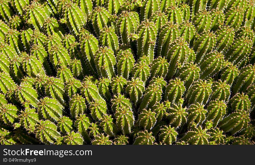 A collection of cactus sit together. A collection of cactus sit together