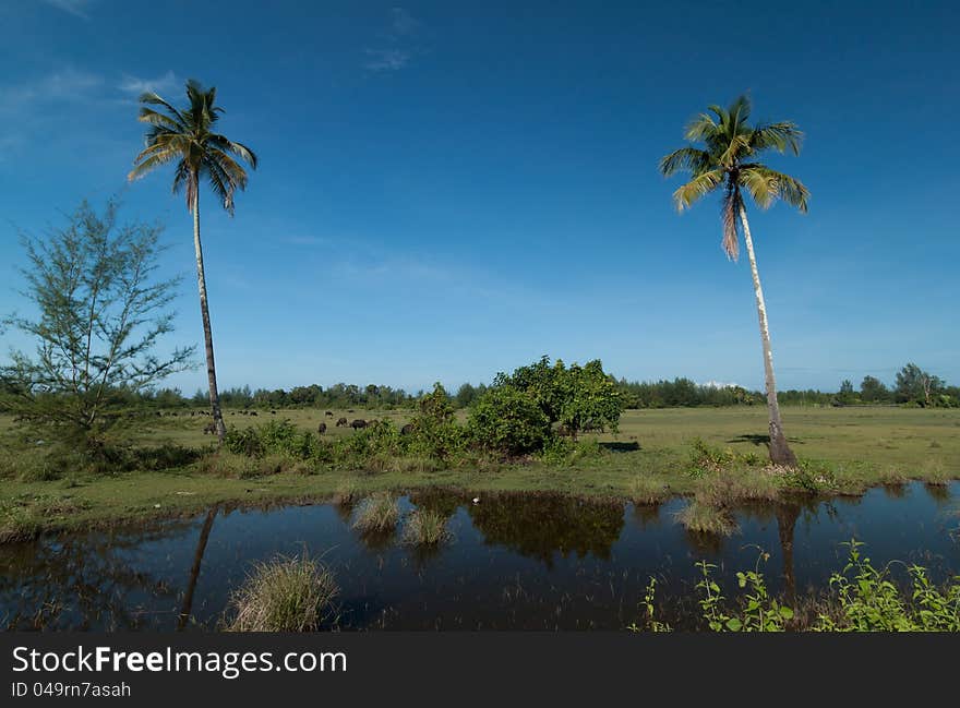 Two coconut palm and buffalo on the green field