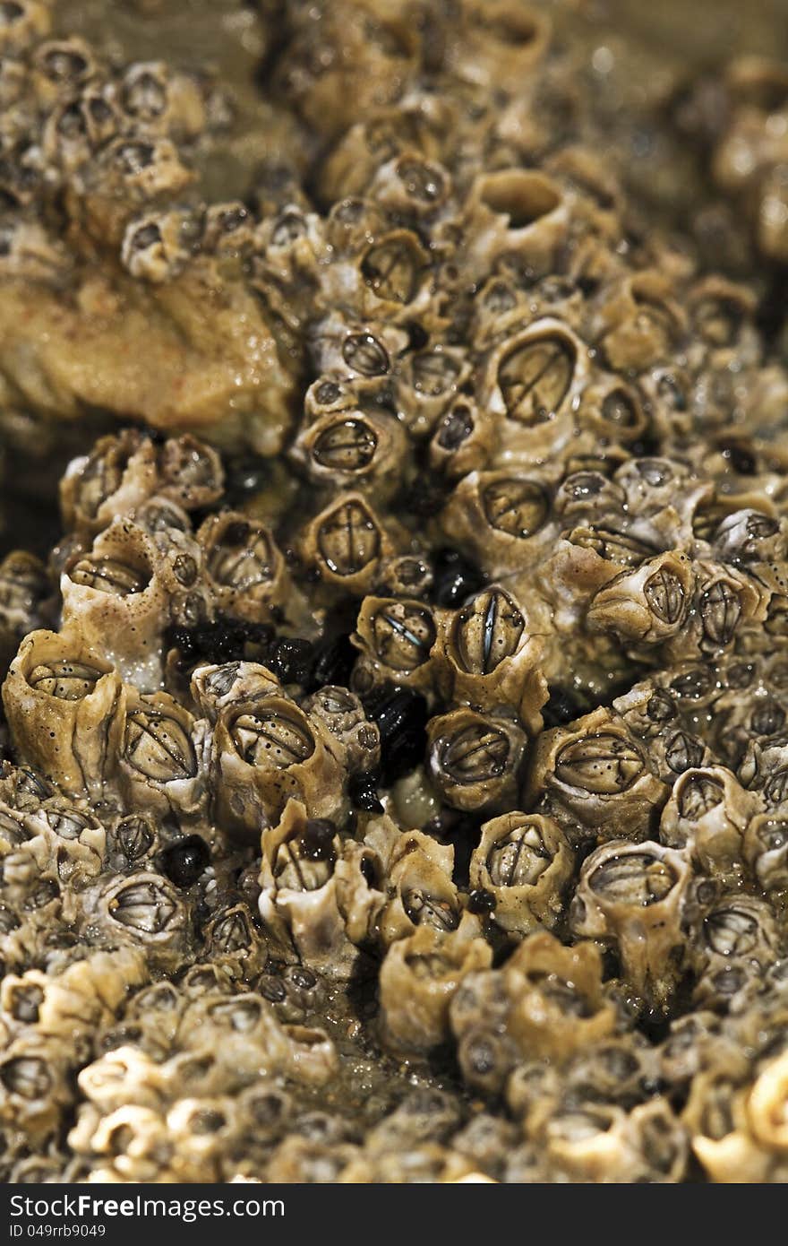 Colony of barnacles