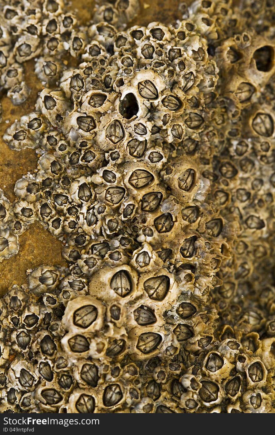 Colony of barnacles