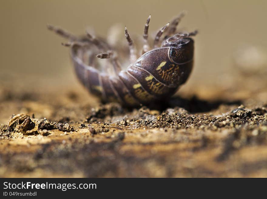 Close view of a upside down pill bug on the nature.