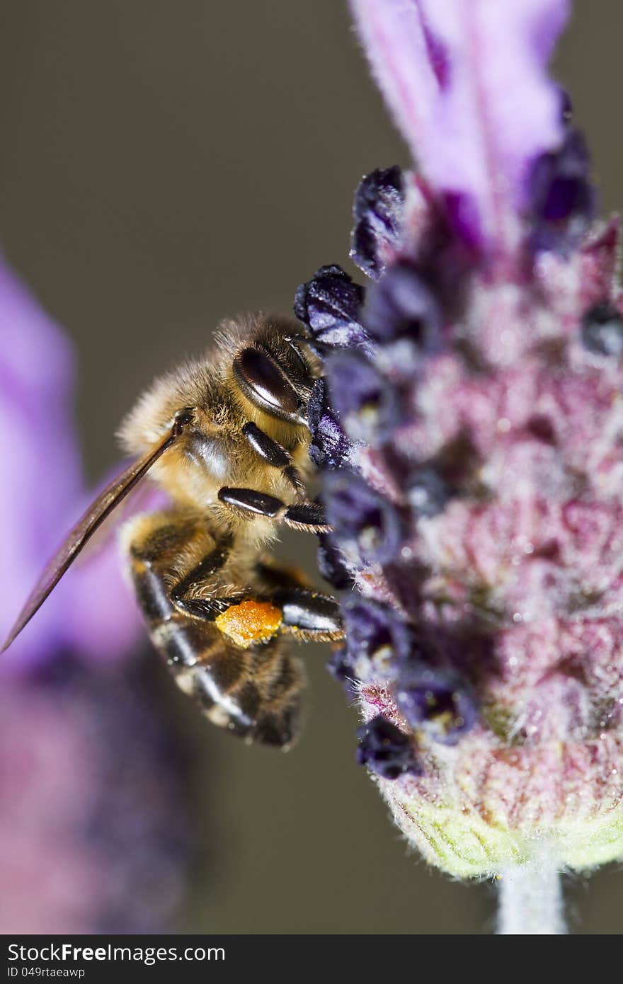 Close view of a honey bee on top of a flower.