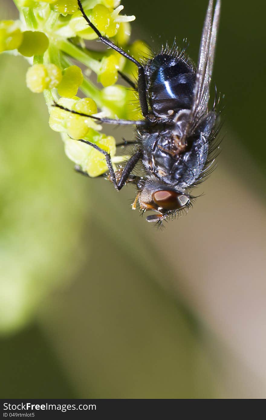 Close view of a blow fly on top of a flower.