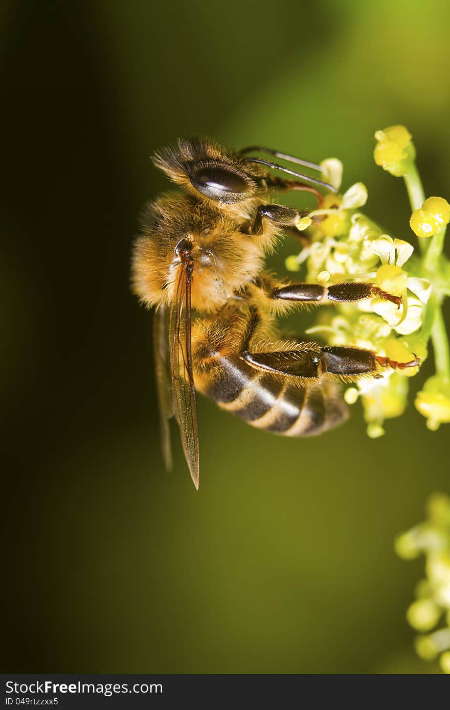 Close view of a honey bee on top of a flower.