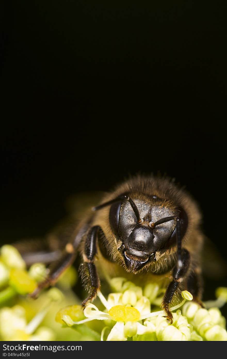 Close view of a honey bee on top of a flower.