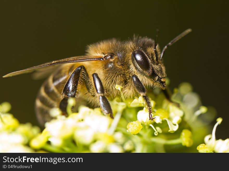 Close view of a honey bee on top of a flower.