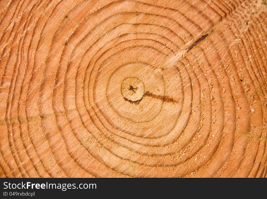 Cross section of tree trunk with annual rings. Cross section of tree trunk with annual rings