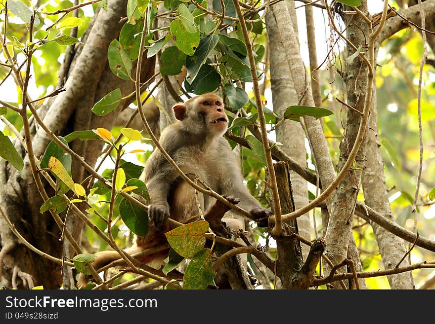 Monkey on tree