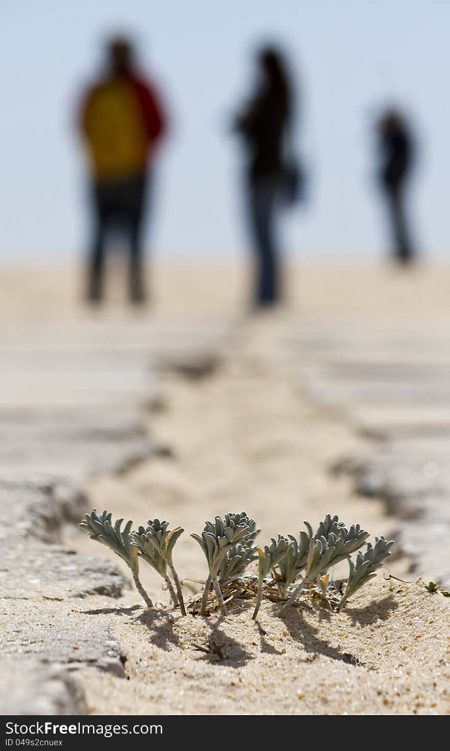 Close view of beach dune flora in Portugal, Europe.