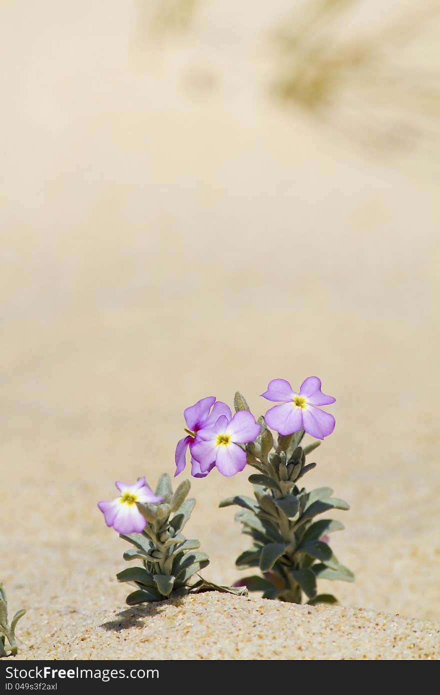 Beach dune flora