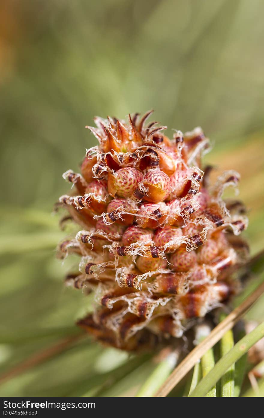 Eastern White Pine tree