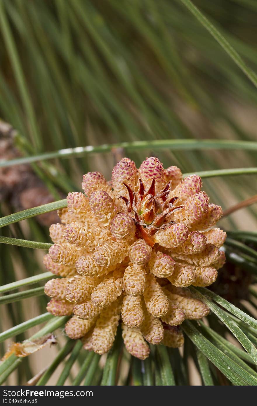 Eastern White Pine Tree