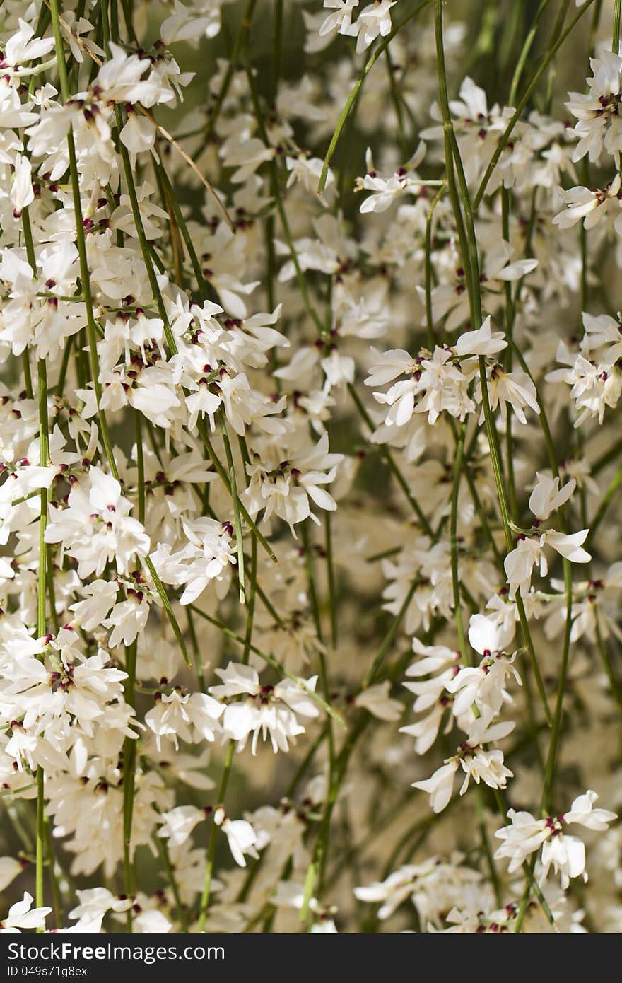 View of beautiful white Retama monosperma flowers.