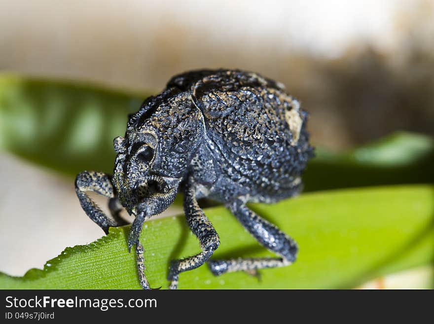 Close up view of the snout beetle bug.