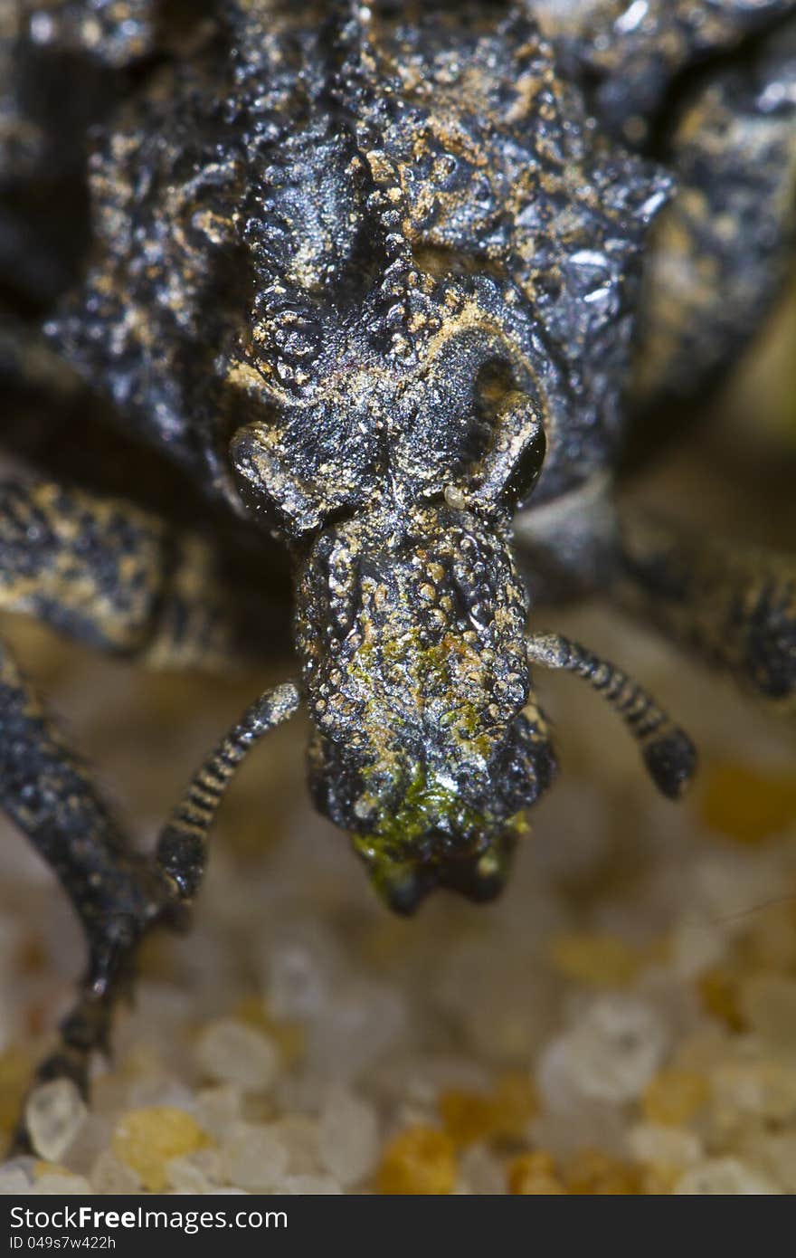 Close up view of the snout beetle bug.