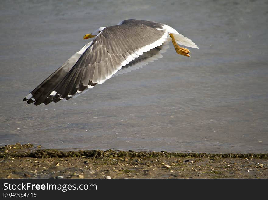 Flying Seagull