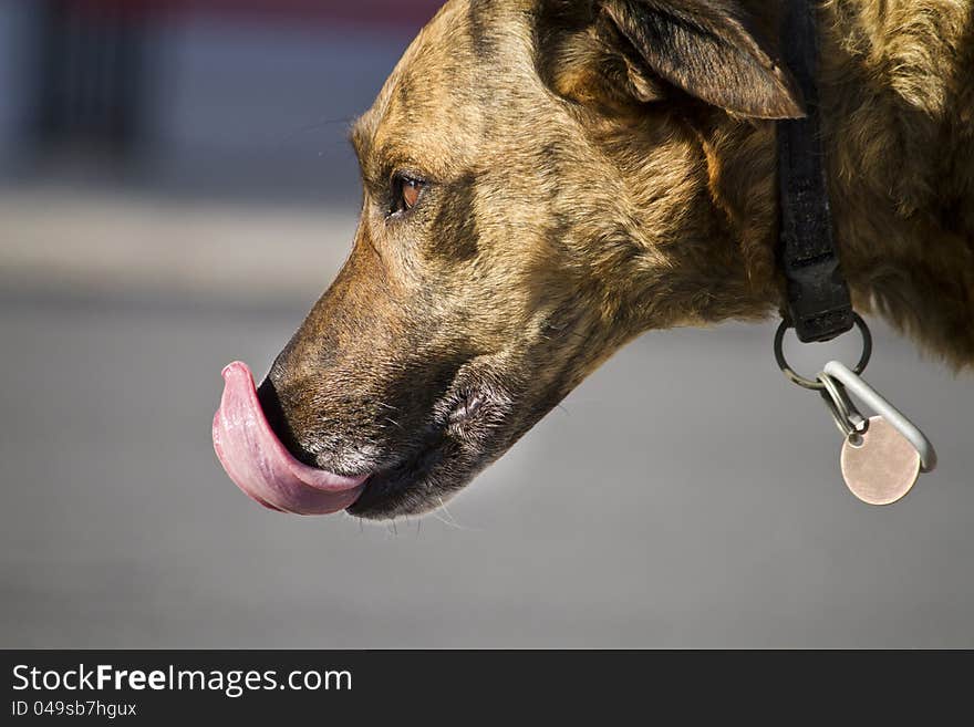 Close view of the head of a domestic pet dog on the street. Close view of the head of a domestic pet dog on the street.