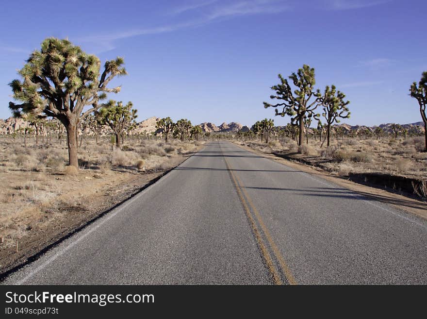 Desert Road And Joshua Trees