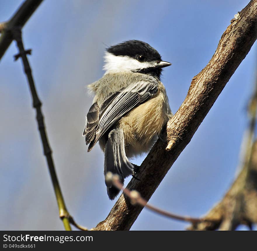 Black-capped Chickadee