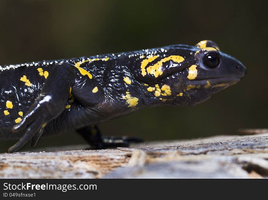 Fire salamander