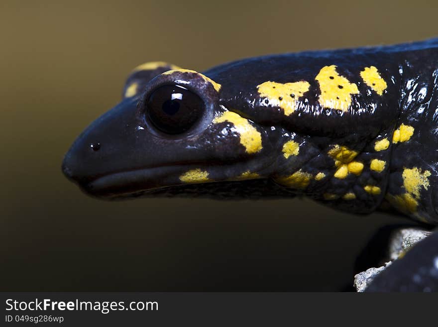 Fire salamander