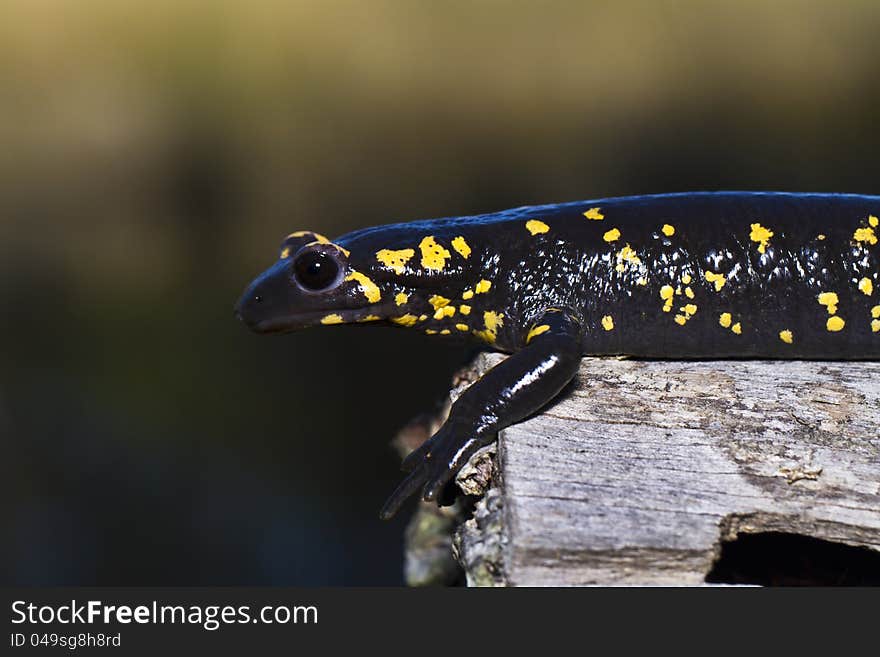 Fire Salamander