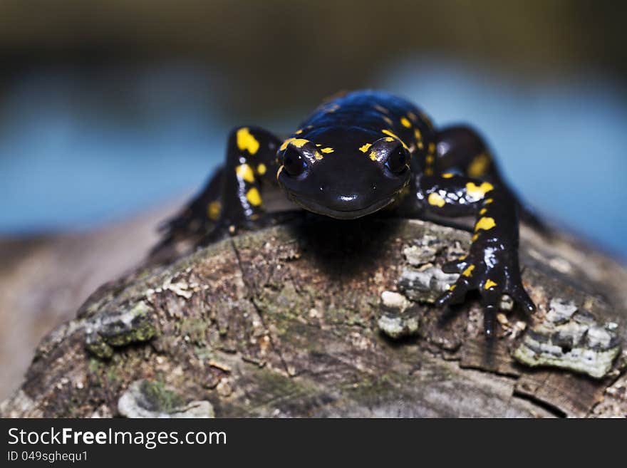 Fire Salamander