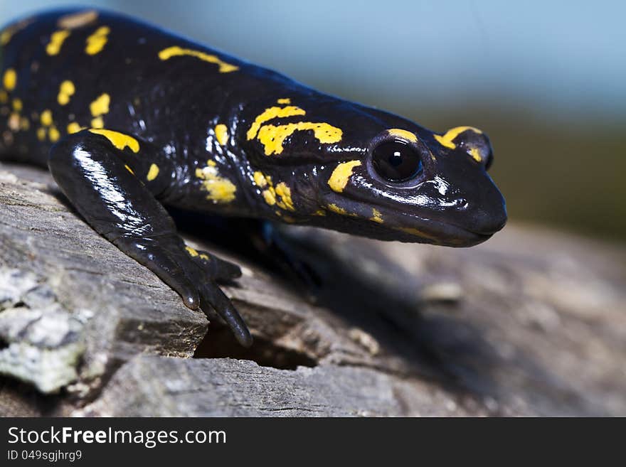 Fire Salamander