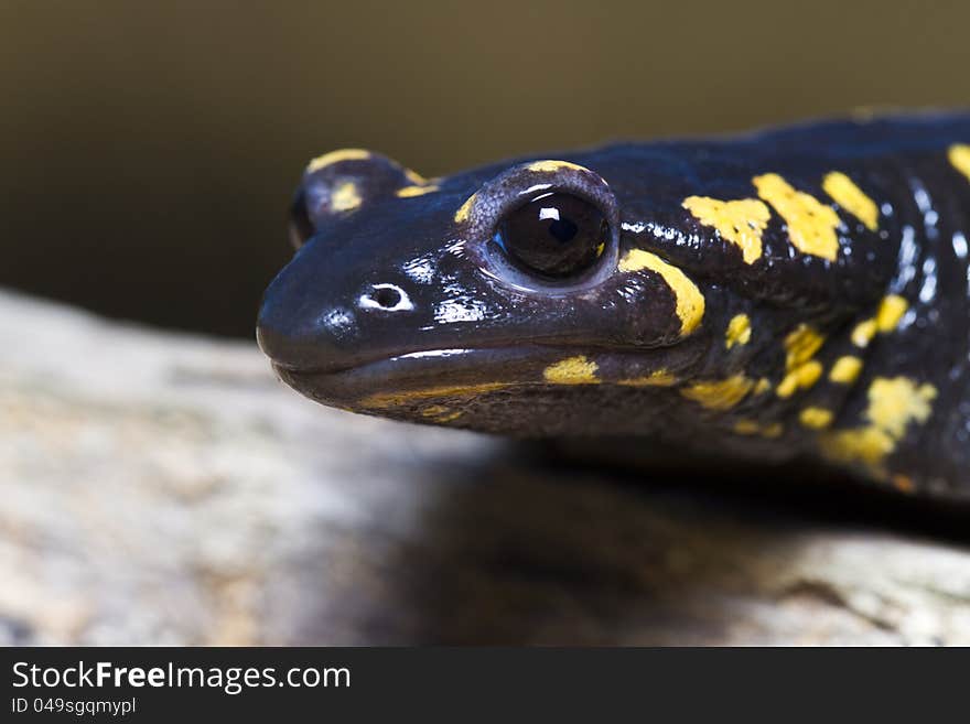 Fire salamander